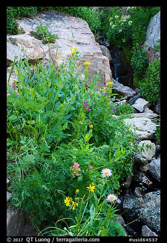 Wildflowers and stream, Huckleberry Trail. Jedediah Smith Wilderness,  Caribou-Targhee National Forest, Idaho, USA (color)