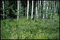 Wildflowers and aspen. Jedediah Smith Wilderness,  Caribou-Targhee National Forest, Idaho, USA ( color)