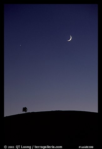 Tree on cinder cone curve, crescent moon. Craters of the Moon National Monument and Preserve, Idaho, USA (color)