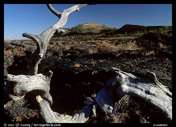 Tree skeleton and lava field, Craters of the Moon National Monument. Idaho, USA