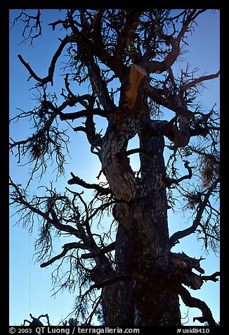 Backlit dead tree, Craters of the Moon National Monument. Idaho, USA