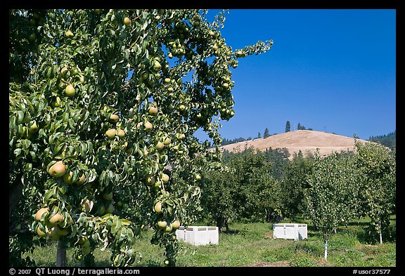 Pear orchard. Oregon, USA (color)