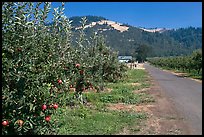 Apple orchard and road. Oregon, USA