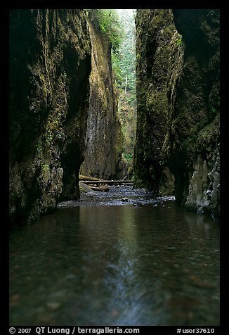Stream and slot-like canyon walls, Oneonta Gorge. Columbia River Gorge, Oregon, USA (color)