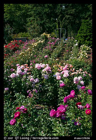 Portland Rose Garden on Picture Photo  Portland Rose Garden  Portland  Oregon  Usa