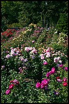 Portland Rose Garden. Portland, Oregon, USA ( color)