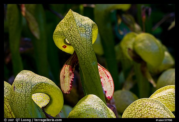 Close up of pitcher plants (Californica Darlingtonia). Oregon, USA (color)