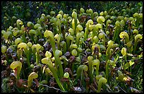 Dense patch of pitcher plants (Californica Darlingtonia). Oregon, USA (color)