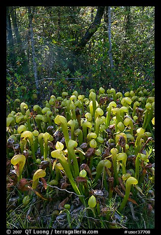 Cobra orchids (Californica Darlingtonia) and forest. Oregon, USA (color)