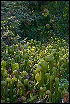 Dense patch of cobra orchids carnivorous plants  (Californica Darlingtonia). Oregon, USA ( color)