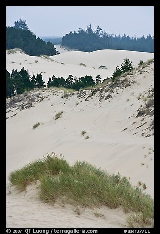 Grasses, trees, and dunes, Oregon Dunes National Recreation Area. Oregon, USA