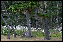 Trees and wildflowers, Shore Acres. Oregon, USA