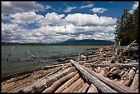 Crane Praire Reservoir and logs. Oregon, USA ( color)