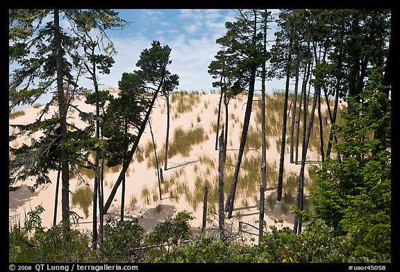 Pine trees and dunes, Oregon Dunes National Recreation Area. Oregon, USA (color)