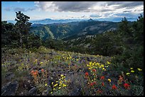 Summer wildflowers and distant Pilot Rock. Cascade Siskiyou National Monument, Oregon, USA ( color)