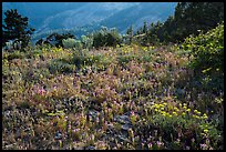 Siskiyou mountain wildflower carpet. Cascade Siskiyou National Monument, Oregon, USA ( color)