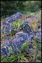 Rocks and wildflowers. Cascade Siskiyou National Monument, Oregon, USA ( color)