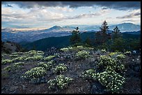 Wildflowers, late afternoon, Boccard Point. Cascade Siskiyou National Monument, Oregon, USA ( color)