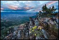 Wildflowers in juniper scablands at sunset, Boccard Point. Cascade Siskiyou National Monument, Oregon, USA ( color)