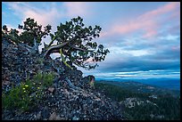 Juniper and wildflowers at sunset, Boccard Point. Cascade Siskiyou National Monument, Oregon, USA ( color)