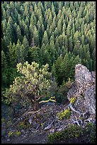 Outcrop, wildflowers, and mixed conifer forest. Cascade Siskiyou National Monument, Oregon, USA ( color)