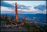 Last light on dead tree, with distant Pilot Rock, Grizzly Peak. Cascade Siskiyou National Monument, Oregon, USA ( color)