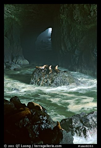 Sea Lions in sea cave. Oregon, USA (color)