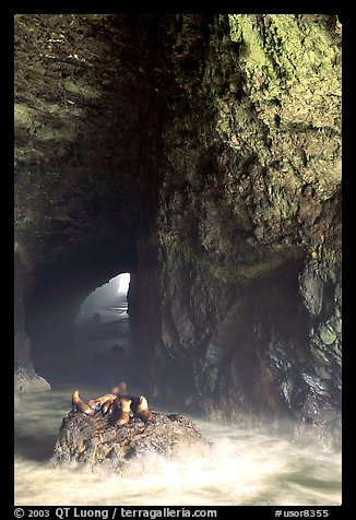 Sea Lions in a sea cave. Oregon, USA (color)