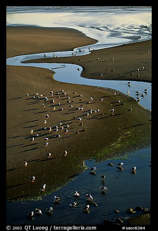 Stream on beach and seabirds, Pistol River State Park. Oregon, USA (color)