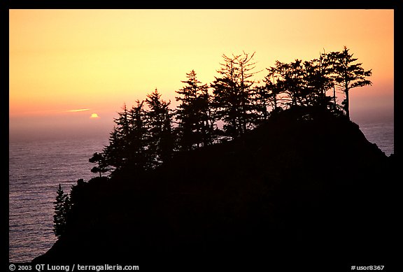 Trees on rock and ocean at sunset, Samuel Boardman State Park. Oregon, USA