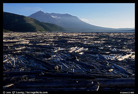 Enormousn tree mat cover Spirit Lake, and Mt St Helens. Mount St Helens National Volcanic Monument, Washington