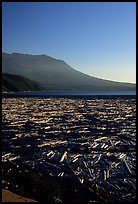 Layer of dead trees on Spirit Lake, and Mt St Helens. Mount St Helens National Volcanic Monument, Washington ( color)