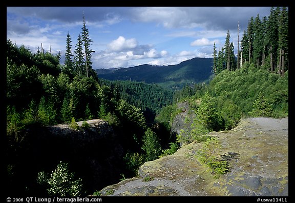 Forest and gorge, Lava Canyon. Mount St Helens National Volcanic Monument, Washington