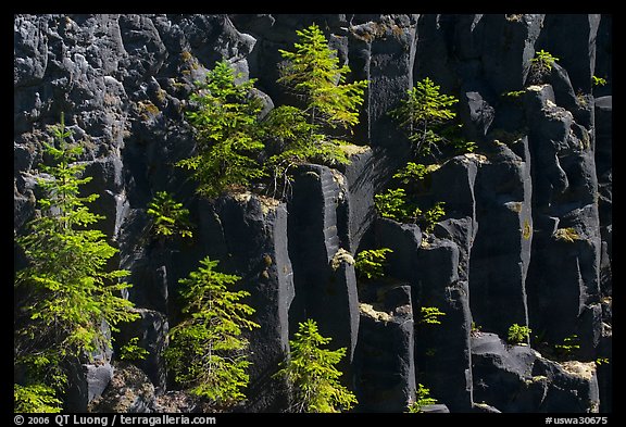 Young pine trees growing on columns of basalt, Lava Canyon. Mount St Helens National Volcanic Monument, Washington (color)