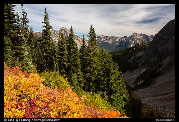 Berry plants, row of fir, and peaks below Easy Pass, Okanogan National Forest. Washington (color)
