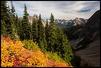 Berry plants, row of fir, and peaks below Easy Pass, Okanogan National Forest. Washington ( color)
