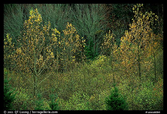 Trees in autumn near Snoqualmie Pass. Washington