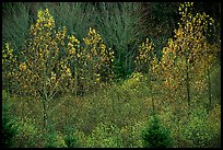 Trees in autumn near Snoqualmie Pass. Washington