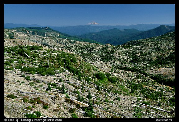 Slopes covered with trees downed by the eruption, Mt Hood in the distancet. Mount St Helens National Volcanic Monument, Washington