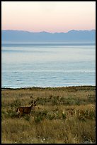 Deer in meadow at dawn, Catte Point, San Juan Island. Washington ( color)