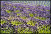 Pelindaba Lavender Farm, San Juan Island. Washington ( color)