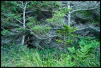 Ferns and conifers, San Juan Islands National Monument, Lopez Island. Washington ( color)
