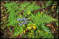 Close-up of ferns and berries, San Juan Islands National Monument, Lopez Island. Washington ( color)