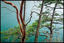 Madrone and pine trees, Watmough Bay, San Juan Islands National Monument, Lopez Island. Washington ( color)