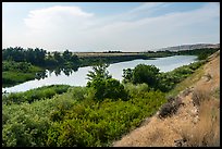 Banks of free-flowing section of Columbia River with verdant vegetation, Ringold Unit, Hanford Reach National Monument. Washington ( color)