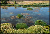 Wetlands on the shore of Savage Island, Hanford Reach National Monument. Washington ( color)
