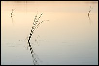 Isolated reeds at sunrise, Wahluke Ponds, Hanford Reach National Monument. Washington ( color)