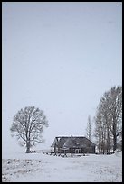 Historic house and bare trees in snow blizzard. Jackson, Wyoming, USA (color)