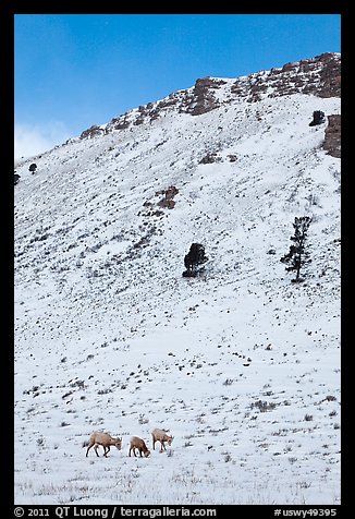 Bighorn sheep family on snowy slope. Jackson, Wyoming, USA