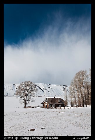 Historic house and bare cottonwoods in winter. Jackson, Wyoming, USA